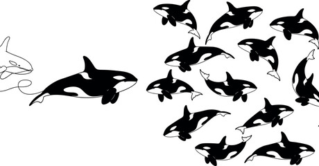 Orca whale silhouette set, killer whale collection with swimming poses, black and white marine animal illustration © MdRazaul
