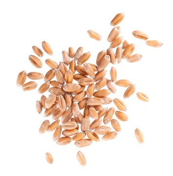 Wheat grains isolated on white background. Processed organic dry wheat seeds. Clipping path. Top view.