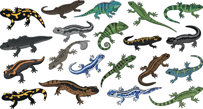 Lizard and salamander vector set with diverse reptiles and amphibians, colorful gecko collection for wildlife, biology and nature design projects