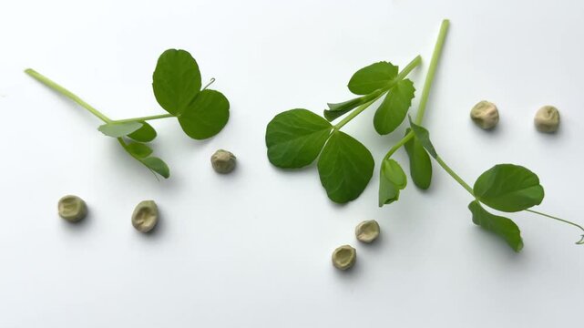 Green pea sprouts and seeds rotating on white background