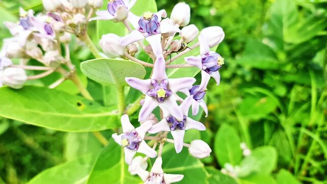 Exotic Purple Crown Flower Blooms  Close Up of Unique Calotropis Gigantea Crown