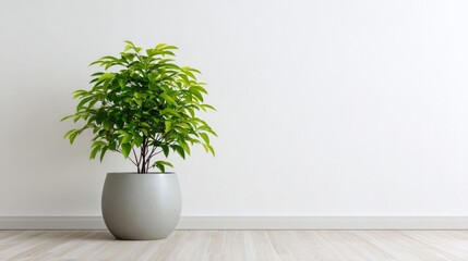 Fototapeta premium Lovely green plant in a modern pot sits alone on white. It's perfect for your home.