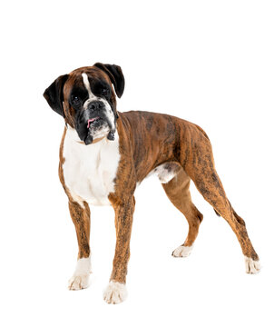 boxer in studio