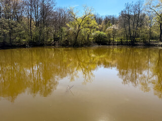 Obraz premium Still water mirroring a forest with new spring foliage under a clear sky