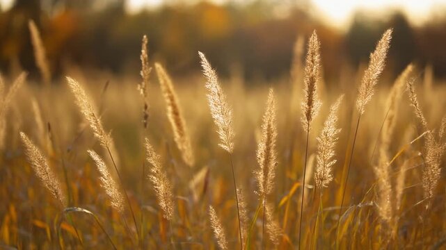 Goldene Gr&auml;ser im Gegenlicht eines warmen Sonnenuntergangs