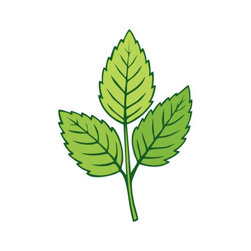 Green mint leaves on a stem with intricate veins and serrated edges