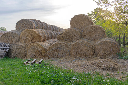 Stacks of Large Hay Bales Storage as Animal Fodder Farm