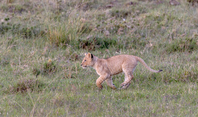 Play Time © George Erwin Turner