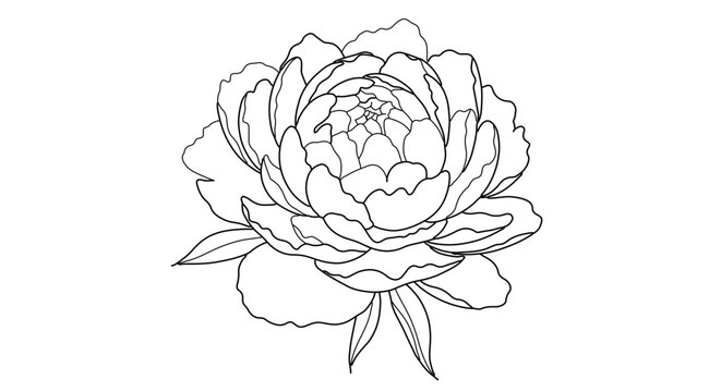 A minimalist line art illustration of a peony flower in a simple and elegant design style