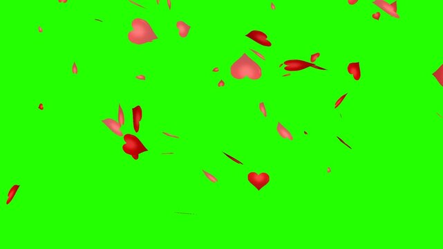 Valentine's Day animation of flying falling hearts on a green background. Green Screen Love looped video