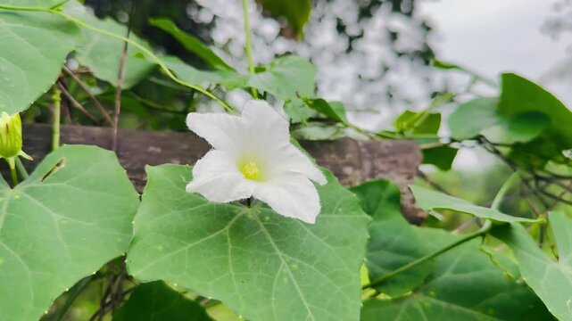 Beautiful White Ivy Gourd Flower Blooming on Green Vine in a Lush Garden Setting