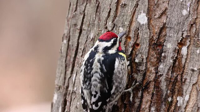 Male yellow-bellied sapsucker feeding on maple tree sapwells