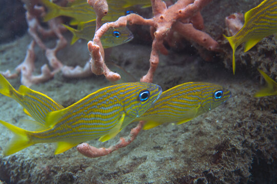Tropical Reef Life: School of Grunts and Snappers on a Healthy Coral Reef in Key Largo, Florida