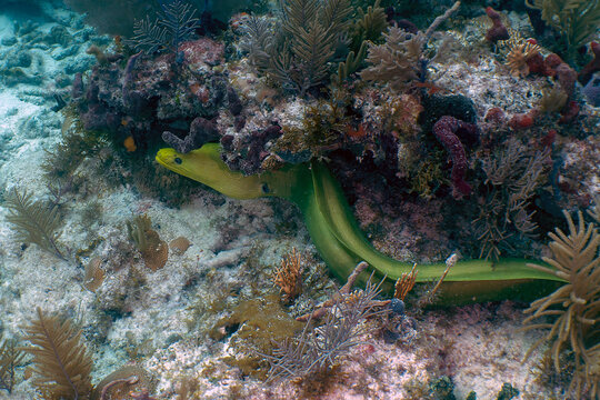 Emerald Hunter: Large Green Moray Eel Navigating a Coral Reef in the Florida Keys