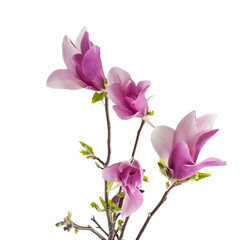 Fototapeta premium Pink Magnolia Flowers Isolated on White Background – Spring Blossom Close Up