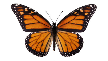 Monarch butterfly with orange black and white wings, isolated on transparent background © Elena