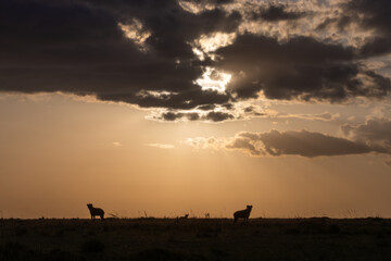 Naklejka premium Hyenas at Sunset