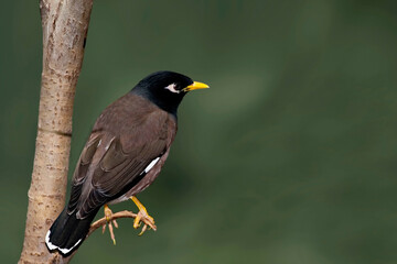 Fototapeta premium Common Myna, Acridotheres tristis, close view