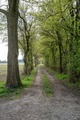 Fototapeta premium Country dirt road path with green spring trees
