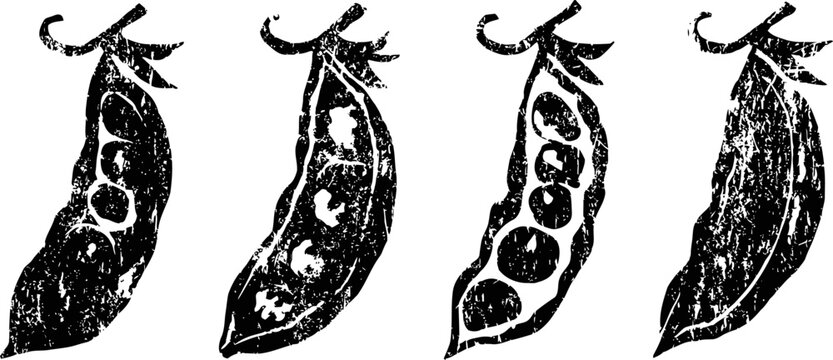 Four black and white pea pods in various stages of openness with visible peas inside