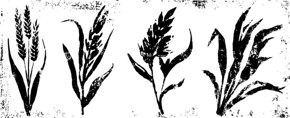 Fototapeta premium black wheat ears silhouettes set isolated on white background vintage grain plants collection with textured rustic