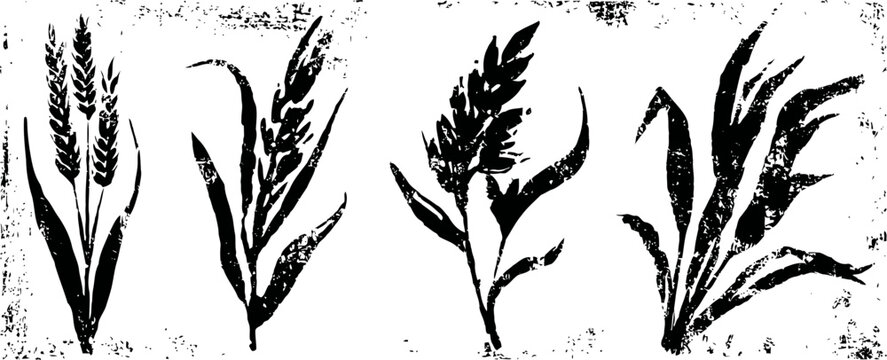black wheat ears silhouettes set isolated on white background vintage grain plants collection with textured rustic