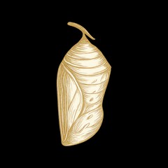 Fototapeta premium Golden cocoon on black background.