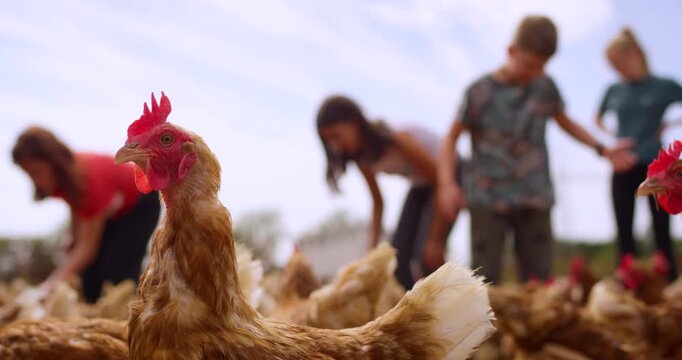 Close up of brown chicken in foreground with children standing in field on blurred background at organic poultry farm