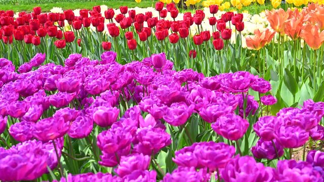 東京の公園に咲く色とりどりのチューリップ