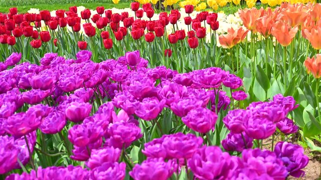 東京の公園に咲く色とりどりのチューリップ