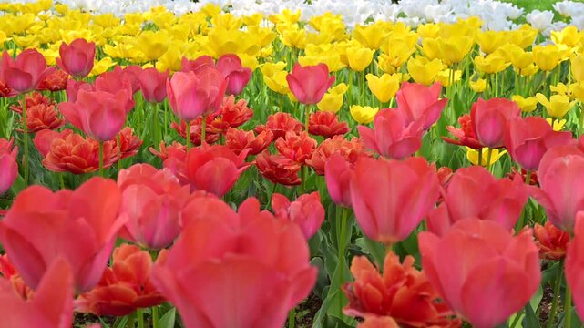 東京の公園に咲く色とりどりのチューリップ