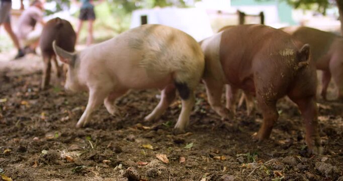 Pigs walking on muddy ground in farmyard with people in background