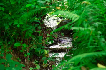 Fototapeten Grün Small forest stream flowing through dense Pteridium aquilinum ferns and green vegetation in natural woodland environment  © Tatiana Selinger