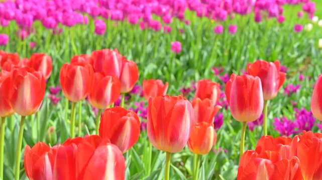 東京の公園に咲く色とりどりのチューリップ