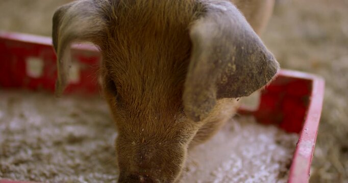 Close-up of young piglet head looking down into red plastic crate