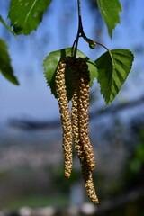 Fototapeta premium I fiori delle betulle, in primavera si allungano a formare rigogliose spighe.