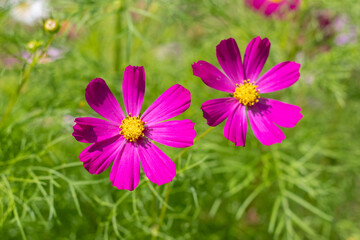 Fototapeta premium Bright pink purple cosmos flowers with yellow centers among green grass in sunny summer garden with natural blurred background