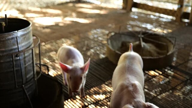 Many piglets are eating prepared food in the pig farm. Little piglets are eating food.