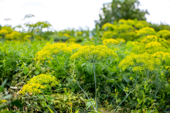 Yellow dill flower umbels in green field on summer day with soft blurred background and natural lighting