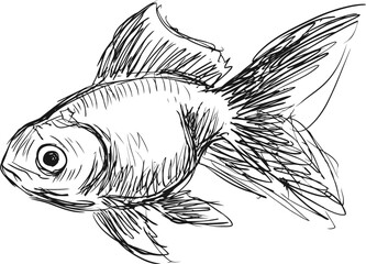 Obraz premium Hand drawn goldfish sketch with flowing fins and detailed scales in black ink illustration