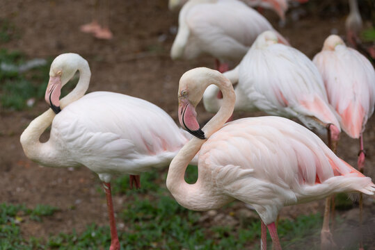 greater flamingo