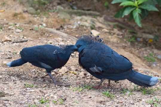 Victoria crowned pigeons (Goura victoria)
