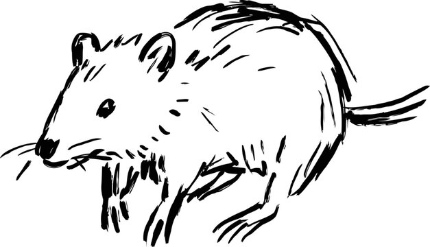 Hand drawn black and white rat sketch simple illustration of small rodent animal with tail and whiskers