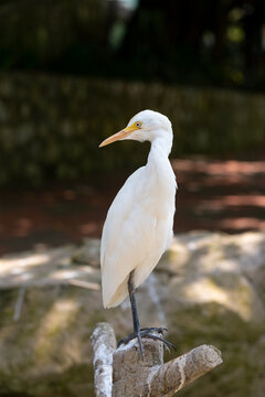 cattle egret, Bubulcus ibis, at zoo