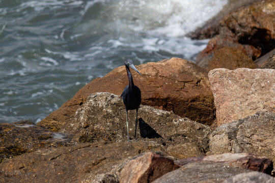 Little blue heron on Coastal Rocks with Ocean Waves Crashing	