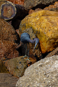 Little blue heron on Coastal Rocks with Ocean Waves Crashing	