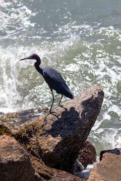 Little blue heron on Coastal Rocks with Ocean Waves Crashing	