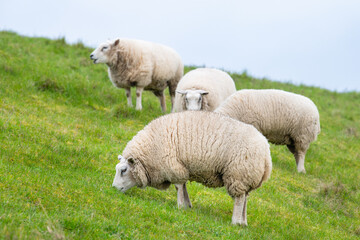 Fototapeta premium Flock of sheep on a pasture, livestock animal farm, stockbreeding, faming and agriculture in the Netherlands, sheeps on spring meadow 