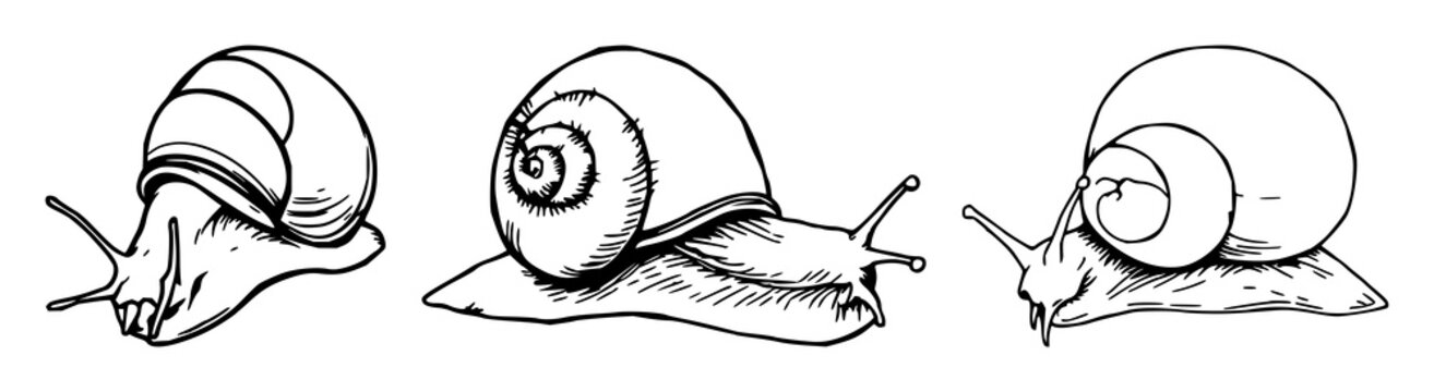 Snail radula set with hand-drawn organic illustration featuring tiny teeth, microscopic detail, soft lines with white background and pale shading