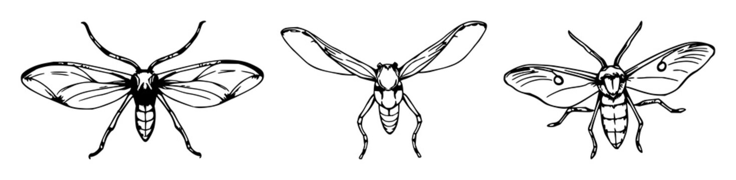 Silk moth antennae set with sketchy organic lines and microscopic detail featuring moth, antennae, insect with black line art and white background